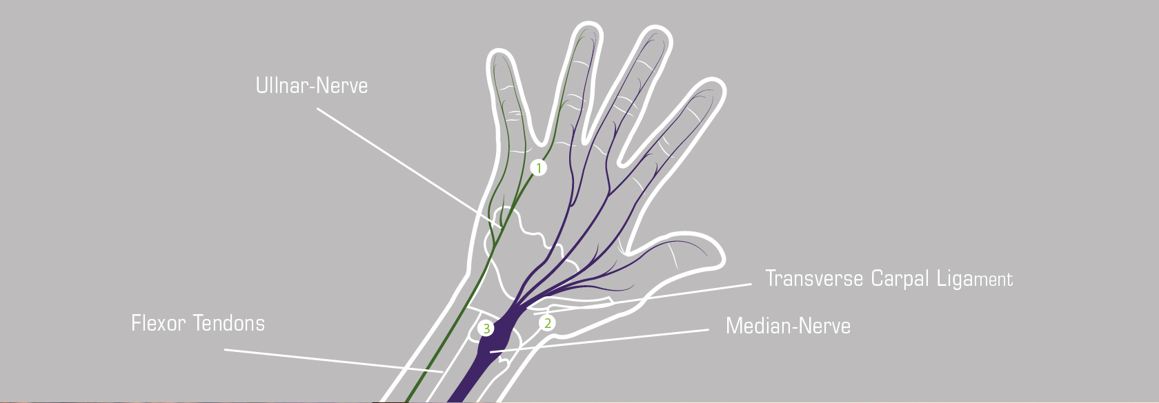 Anatomie Der Hand Chiba